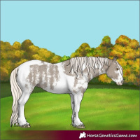 Horse Color:Silver Smoky Grullo Sabino Tobiano Appaloosa