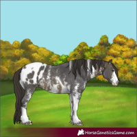 Horse Color:Buckskin Sabino Tobiano Appaloosa 
