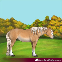 Horse Color:Palomino