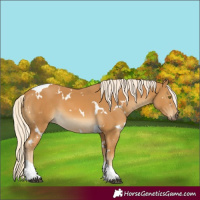 Horse Color:White Spotted Palomino Tobiano 
