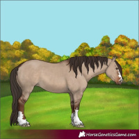 Horse Color:Liver Red Dun 