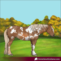 Horse Color:White Spotted Chocolate Palomino 