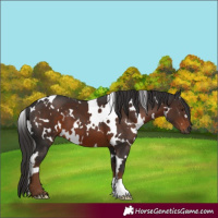 Horse Color:Gray White Spotted Liver Chestnut 