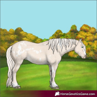 Horse Color:White Spotted Cremello Dun