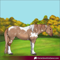 Horse Color:White Spotted Red Dun Tobiano 