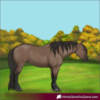 Horse Color:Liver Red Dun