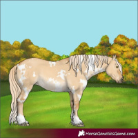 Horse Color:White Spotted Palomino Dun