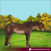 Horse Color:Liver Chestnut