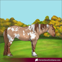 Horse Color:White Spotted Red Dun 
