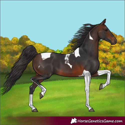Horse Color:Brown Tobiano 
