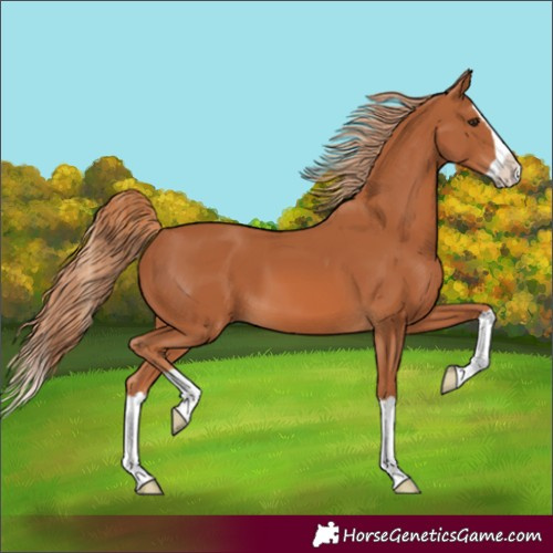 Horse Color:Chestnut Splash 