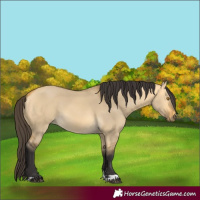 Horse Color:Buckskin Dun