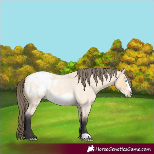 Horse Color:Buckskin Roan Frame Appaloosa 