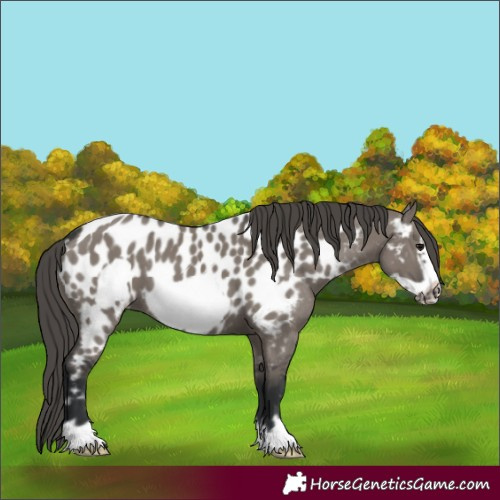 Horse Color:Grullo Frame Appaloosa 