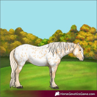 Horse Color:Palomino Sabino Frame Near Leopard 