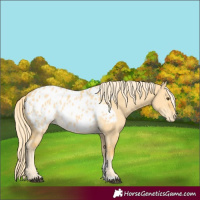 Horse Color:Palomino Dun Sabino Blanket 