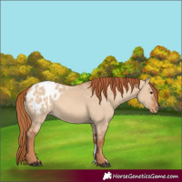 Horse Color:Red Dun Sabino Blanket