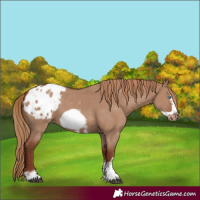 Horse Color:Red Dun Sabino Frame Appaloosa