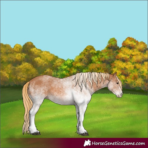 Horse Color:White Spotted Chestnut 