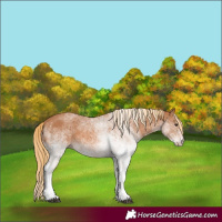 Horse Color:White Spotted Chestnut