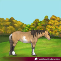 Horse Color:White Spotted Buckskin