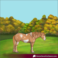 Horse Color:White Spotted Chestnut Frame