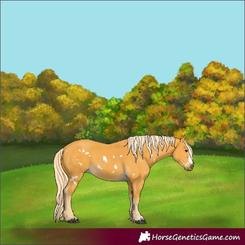 Horse Color:White Spotted Palomino 