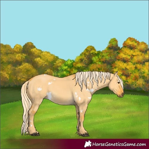 Horse Color:White Spotted Palomino Dun