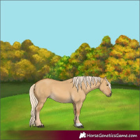 Horse Color:Palomino Dun 