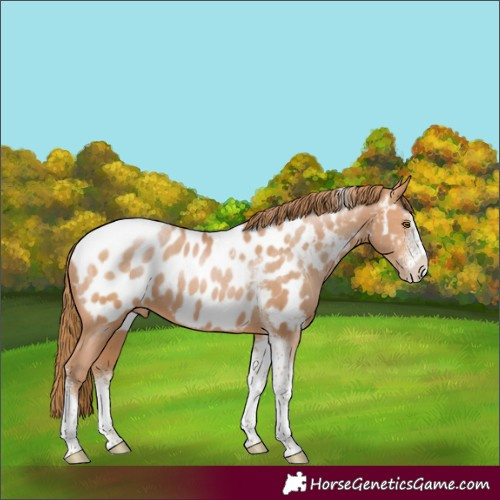 Horse Color:Bay Pearl Sabino Tobiano Appaloosa