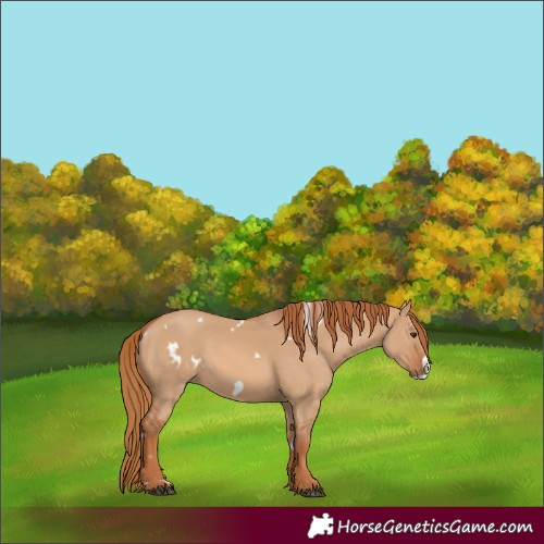 Horse Color:White Spotted Red Dun Frame