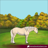 Horse Color:Palomino Dun