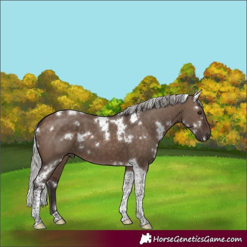 Horse Color:White Spotted Silver Brown Dun Tobiano 