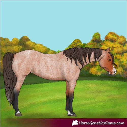 Horse Color:Bay Roan Splash Appaloosa 