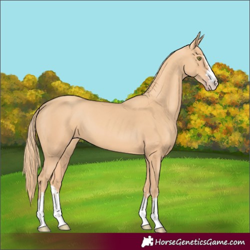 Horse Color:Gold Champagne 