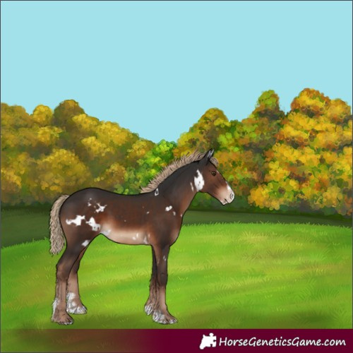 Horse Color:White Spotted Liver Chestnut Sabino Splash 