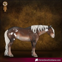 Horse Color:White Spotted Liver Chestnut Mushroom Sabino Splash 
