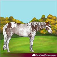 Horse Color:White Spotted Silver Brown Splash