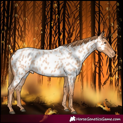 Horse Color:Red Roan Near Leopard 