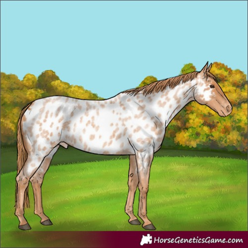 Horse Color:Red Roan Appaloosa 