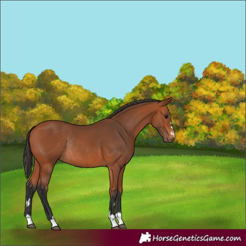 Horse Color:Bay Rabicano 