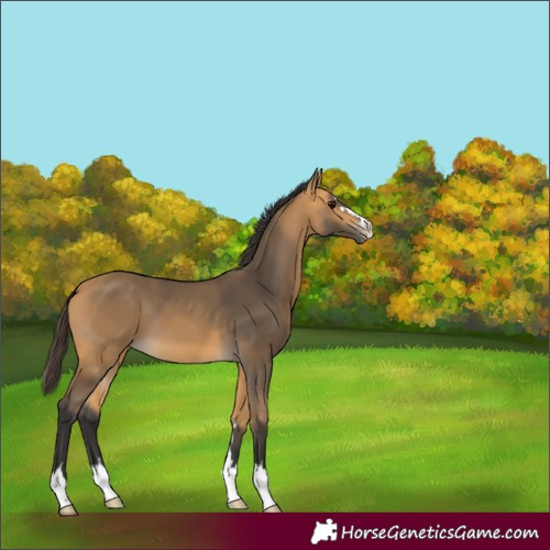 Horse Color:Buckskin 