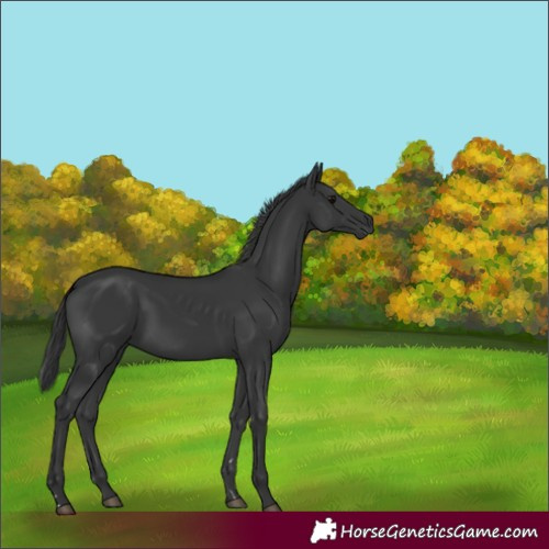 Horse Color:Black Rabicano 