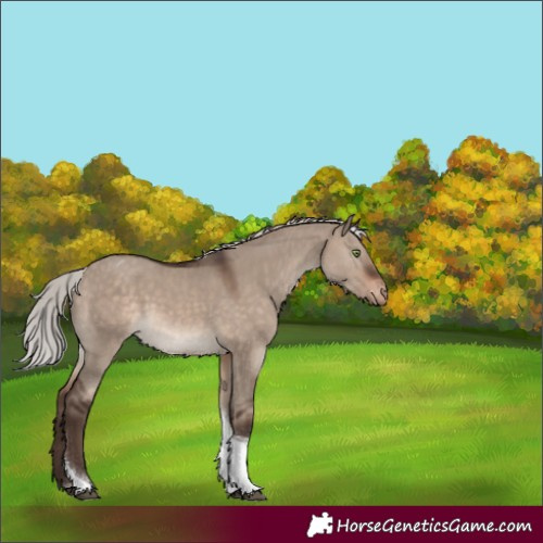 Horse Color:Silver Brown Dun Mushroom Tobiano Appaloosa 