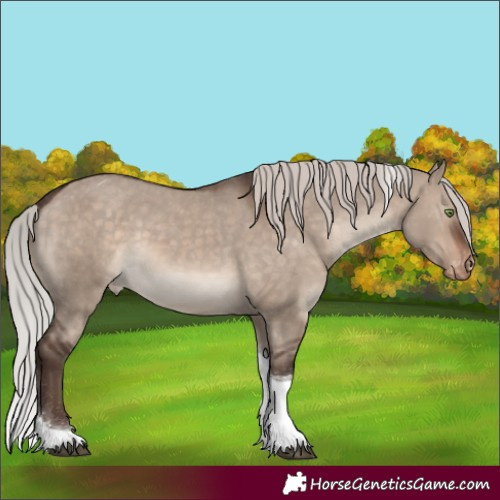 Horse Color:Silver Brown Dun Mushroom Tobiano Appaloosa