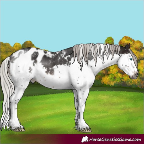 Horse Color:Gray White Spotted Silver Brown Mushroom Splash Tobiano Appaloosa Rabicano 