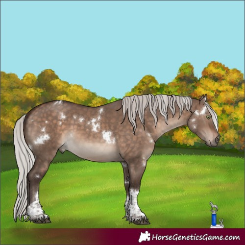 Horse Color:White Spotted Silver Brown Dun Mushroom Tobiano 