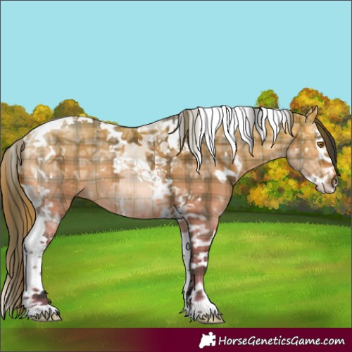 Horse Color:Plaid  White Spotted Bay Ice Dun Splash Tobiano Rabicano 