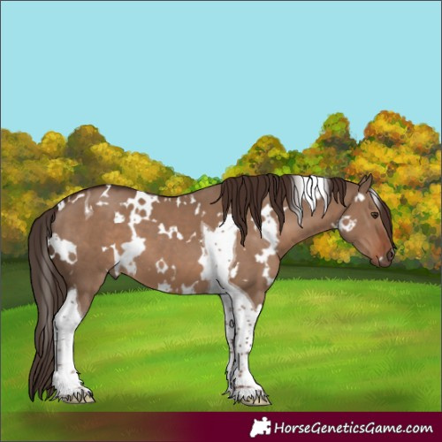 Horse Color:White Spotted Liver Red Dun Tobiano 