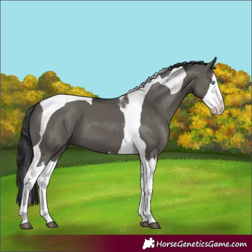 Horse Color:Grullo Splash Tobiano